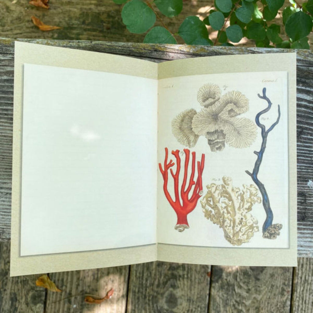 Illustrated Journal | A la mer At the Sea