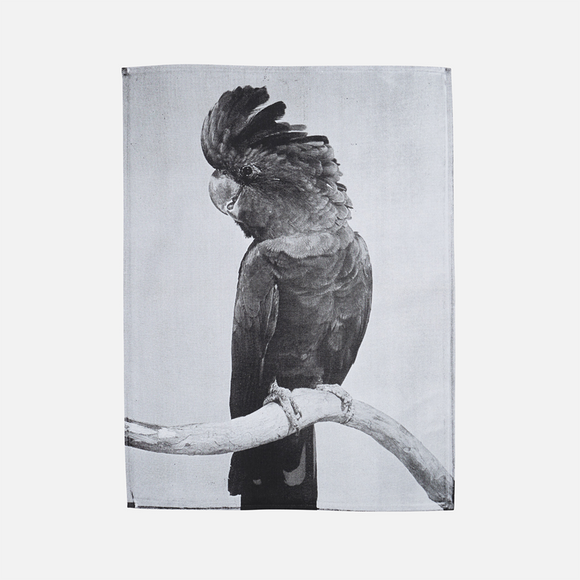 Tea Towel | Cotton | Cocky Cockatoo 2 | Black