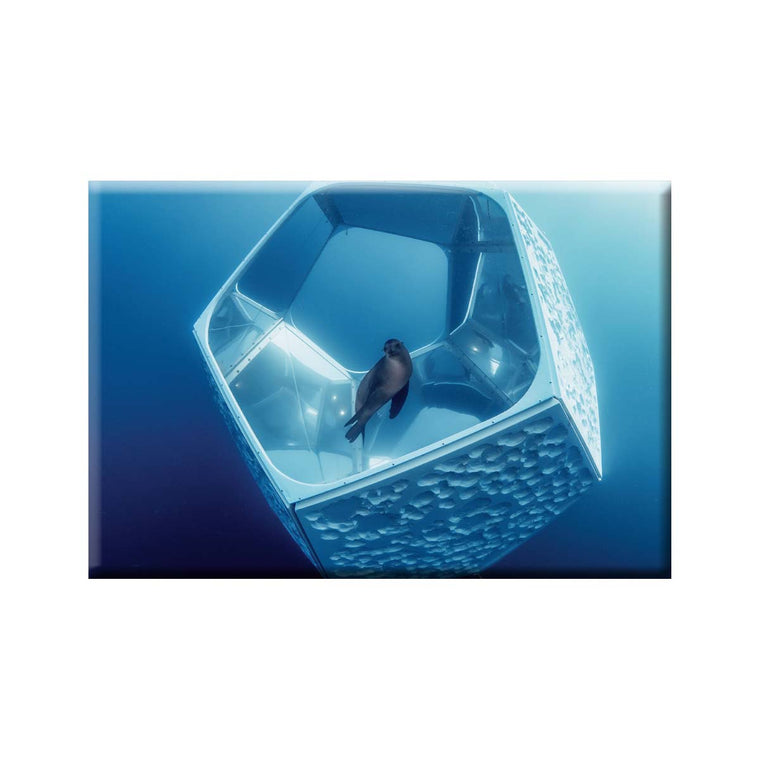 A blue rectangle has a photograph of a grey seal swimming in front of a digital-augmented silver pentagonal ring in the deep blue sea. 