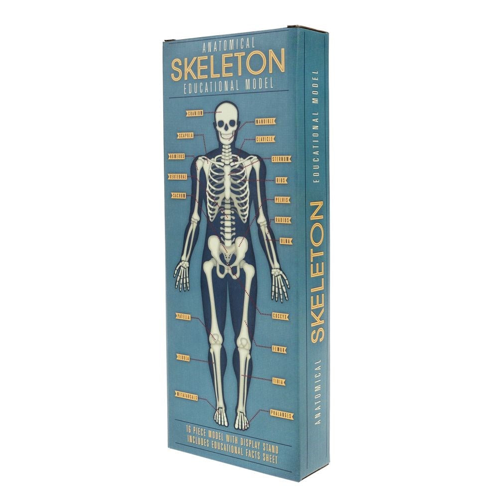 Anatomical skeleton model kit