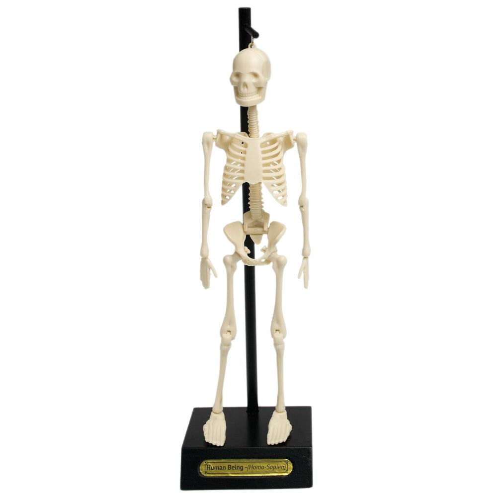Anatomical skeleton model kit
